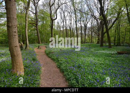 Bluebells blühen in Arlington, East Sussex Stockfoto