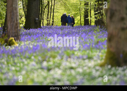 Bluebells blühen in Arlington, East Sussex Stockfoto