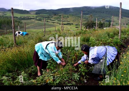 Himbeere Plantage in GRANJA PORCON-Evangelikalen Genossenschaft. Abteilung von Cajamarca PERU Stockfoto