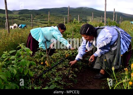 Himbeere Plantage in GRANJA PORCON-Evangelikalen Genossenschaft. Abteilung von Cajamarca PERU Stockfoto