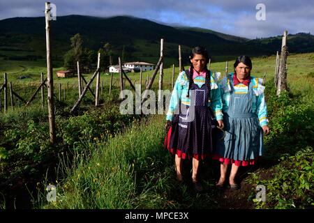 Himbeere Plantage in GRANJA PORCON-Evangelikalen Genossenschaft. Abteilung von Cajamarca PERU Stockfoto