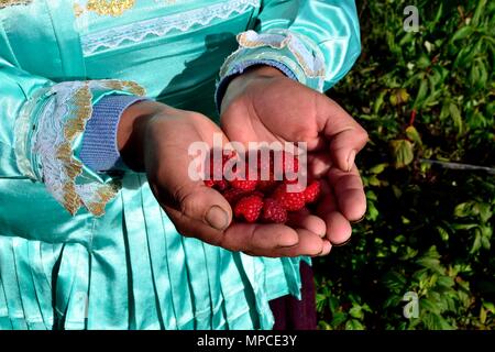 Himbeere Plantage in GRANJA PORCON-Evangelikalen Genossenschaft. Abteilung von Cajamarca PERU Stockfoto