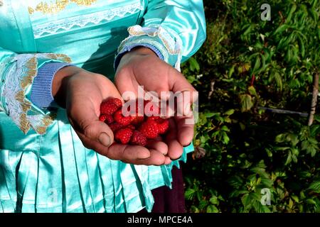 Himbeere Plantage in GRANJA PORCON-Evangelikalen Genossenschaft. Abteilung von Cajamarca PERU Stockfoto