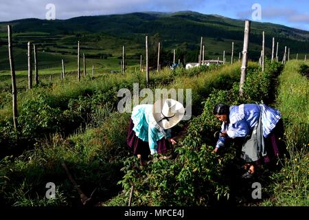 Himbeere Plantage in GRANJA PORCON-Evangelikalen Genossenschaft. Abteilung von Cajamarca PERU Stockfoto