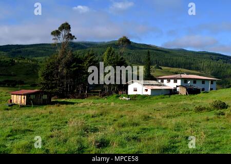 Himbeere Plantage in GRANJA PORCON-Evangelikalen Genossenschaft. Abteilung von Cajamarca PERU Stockfoto