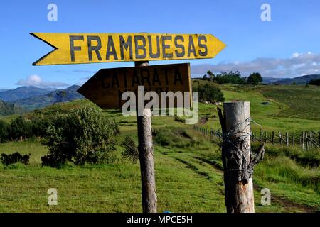 Himbeere Plantage in GRANJA PORCON-Evangelikalen Genossenschaft. Abteilung von Cajamarca PERU Stockfoto