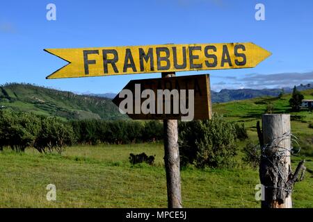 Himbeere Plantage in GRANJA PORCON-Evangelikalen Genossenschaft. Abteilung von Cajamarca PERU Stockfoto