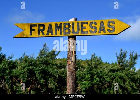 Himbeere Plantage in GRANJA PORCON-Evangelikalen Genossenschaft. Abteilung von Cajamarca PERU Stockfoto