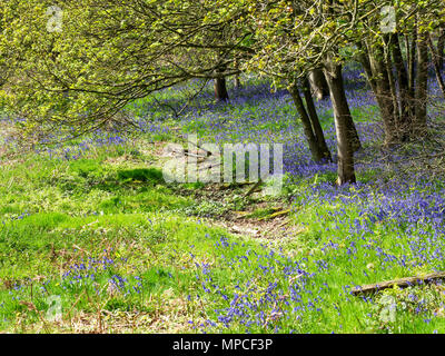 Eingestürzten Zaun entlang der Kante des Barsneb Wppd in der Nähe von Ripley North Yorkshire England Stockfoto