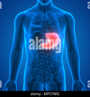 Menschliche Verdauungssystem Magen Anatomie Stockfoto