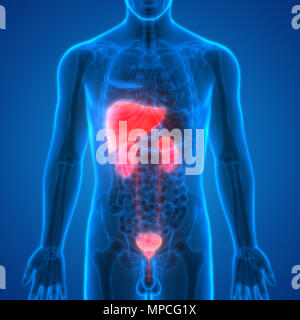 Die menschliche Leber, Nieren und Harnblase Anatomie Stockfoto