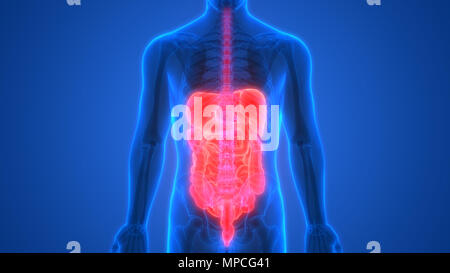 Anatomie der menschlichen Verdauungssystem Stockfoto