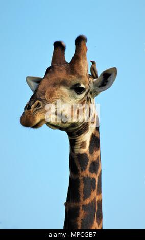 Giraffe Stockfoto