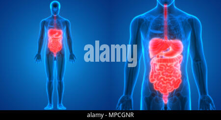 Anatomie der menschlichen Verdauungssystem Stockfoto