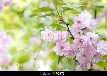 Kirsche Blüte Blume blühen der Frühling kommt Frühling Hintergründe Konzept Stockfoto