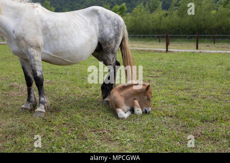 Sauerampfer Fohlen ruht Stockfoto