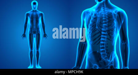 Menschliche Knochen Körper Gelenkschmerzen Anatomie Stockfoto