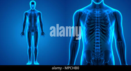 Menschliche Knochen Körper Gelenkschmerzen Anatomie Stockfoto