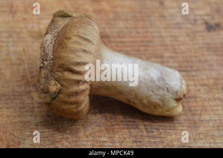 Handkea excipuliformis Pilz bekannt als das pistill puffball Stockfoto