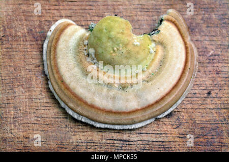 Trametes hirsuta, auch als haarige Halterung bekannt Stockfoto