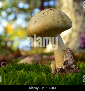 Tödlich giftige Knollenblätterpilz Pilze, deathcap Stockfoto