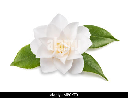 Camellia Blume mit Blättern isoliert auf weißem Stockfoto