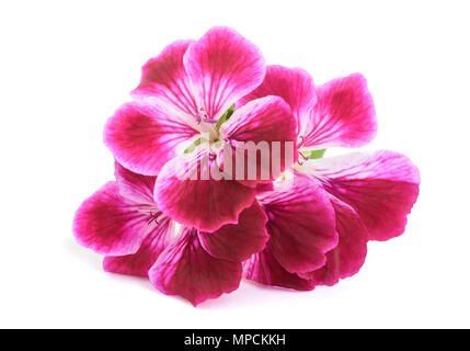 Blumen auf weißem Hintergrund Stockfoto