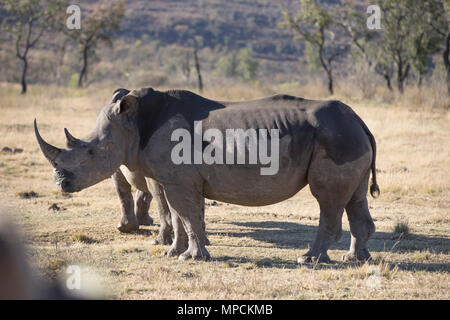 Welgevonden Game Reserve ist eine 38.200 ha finden in der Limpopo Provinz in Südafrika. Stockfoto