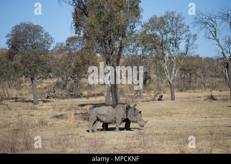 Welgevonden Game Reserve ist eine 38.200 ha finden in der Limpopo Provinz in Südafrika. Stockfoto