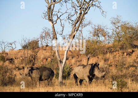 Welgevonden Game Reserve ist eine 38.200 ha finden in der Limpopo Provinz in Südafrika. Stockfoto