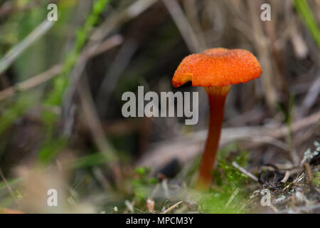 Becher waxcap Stockfoto