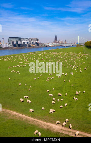 Deutschland, Köln, Schafe auf dem Rhein wiesen im Stadtteil Deutz, die Kranhäuser im Rheinauer Hafen, im Hintergrund die Kathedrale. De Stockfoto