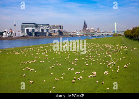 Deutschland, Köln, Schafe auf dem Rhein wiesen im Stadtteil Deutz, die Kranhäuser im Rheinauer Hafen, im Hintergrund die Kathedrale. De Stockfoto