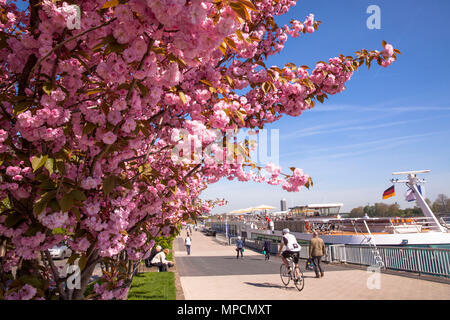 Deutschland, Köln, blühende Kirschbäume am Rhein im Stadtteil Altstadt-Nord. Deutschland, Koeln, bluehende Kirschbaeume Stockfoto