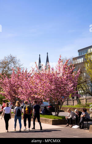 Deutschland, Köln, blühende Kirschbäume am Rhein im Stadtteil Altstadt-Nord, die Türme der Kathedrale. Deutschland, Koe Stockfoto