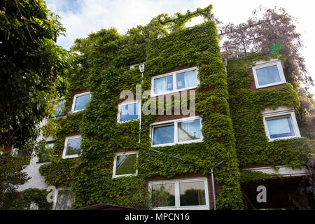 Deutschland, Köln, mit Pflanzen bedeckt Haus in der Straße grosse Witschgasse, Fassade Begrünung, Wein. Deutschland, Koeln, begruentes Haus in der Stras Stockfoto