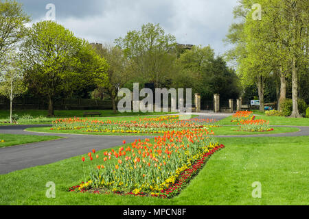 Blumenbeete der Frühling Tulpen in den öffentlichen Gärten in St. Nicholas Park. Warwick, Warwickshire, West Midlands, England, Großbritannien, Großbritannien Stockfoto