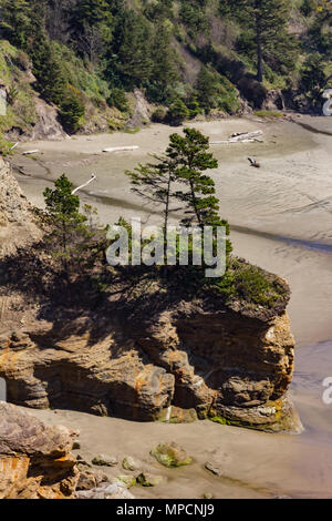 Pinien am Strand Felsen Stockfoto