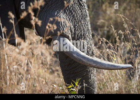 Welgevonden Game Reserve ist eine 38.200 ha finden in der Limpopo Provinz in Südafrika. Stockfoto