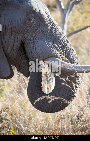 Welgevonden Game Reserve ist eine 38.200 ha finden in der Limpopo Provinz in Südafrika. Stockfoto