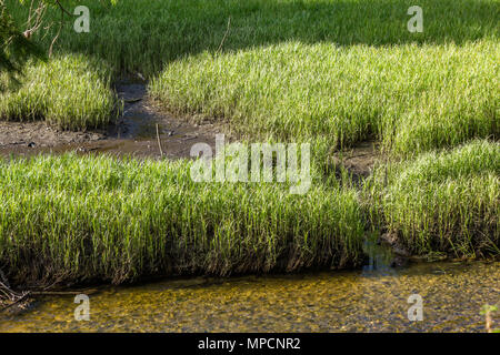 Gras wächst an der Kante der flachen Wasser Stockfoto