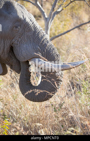 Welgevonden Game Reserve ist eine 38.200 ha finden in der Limpopo Provinz in Südafrika. Stockfoto