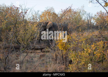 Welgevonden Game Reserve ist eine 38.200 ha finden in der Limpopo Provinz in Südafrika. Stockfoto