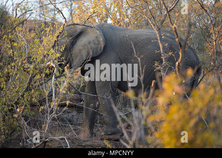 Welgevonden Game Reserve ist eine 38.200 ha finden in der Limpopo Provinz in Südafrika. Stockfoto