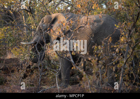 Welgevonden Game Reserve ist eine 38.200 ha finden in der Limpopo Provinz in Südafrika. Stockfoto