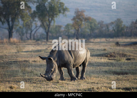 Welgevonden Game Reserve ist eine 38.200 ha finden in der Limpopo Provinz in Südafrika. Stockfoto