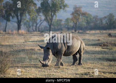 Welgevonden Game Reserve ist eine 38.200 ha finden in der Limpopo Provinz in Südafrika. Stockfoto