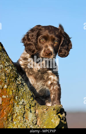 Junge Braune roan farbige Deutsche Spaniel Welpen posieren auf einem Ast vor blauem Himmel, die Rasse auch als Deutscher Wachtelhund, Deutschland Stockfoto