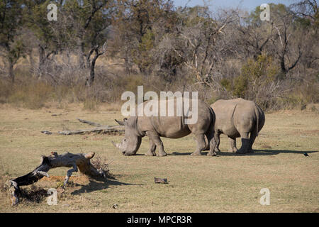 Welgevonden Game Reserve ist eine 38.200 ha finden in der Limpopo Provinz in Südafrika. Stockfoto