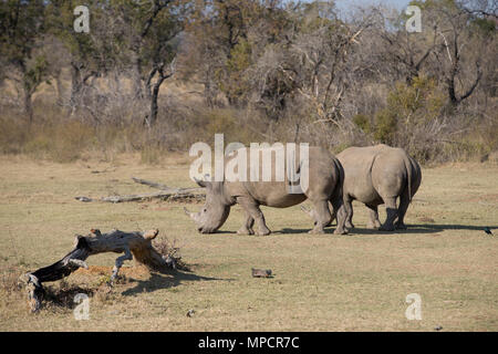 Welgevonden Game Reserve ist eine 38.200 ha finden in der Limpopo Provinz in Südafrika. Stockfoto